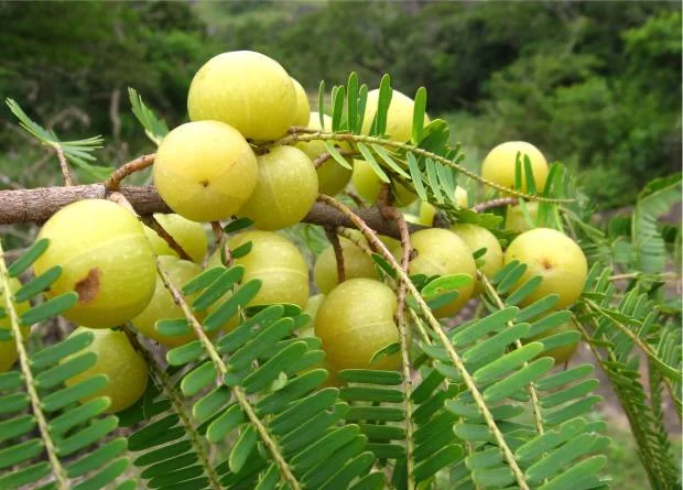 त्रिफला